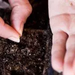 Посадка семян томатов