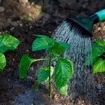 Полив перца