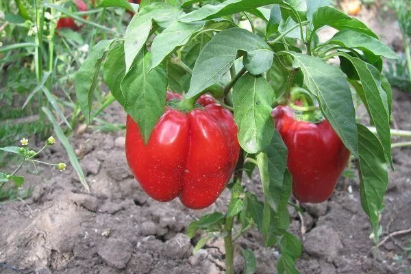 Перец Гогошары: характеристика сорта с фото, разновидности, выращивание иуход