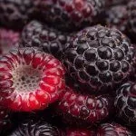 Черная малина