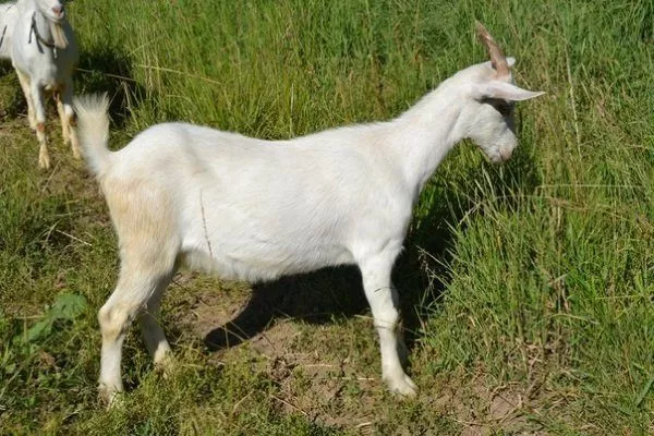 Русская белая коза