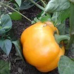 Перец Ароматный золотой юбилей