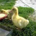 Кормление гусят