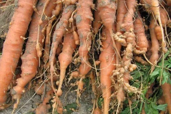 Морковь, повреждённая галловой нематодой