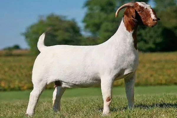 Лучшие породы коз с описанием и фото: молочные, мясные, пуховые и шерстяные