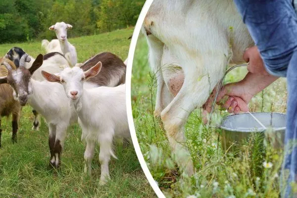 Породы коз молочного направления