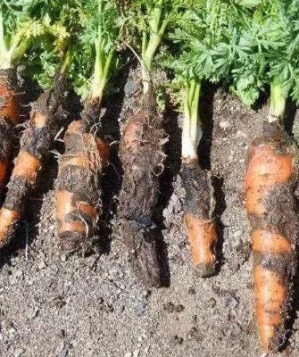 Ризоктониоз моркови