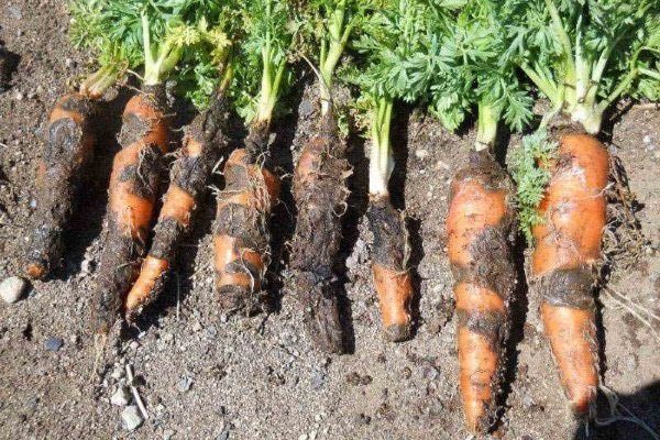 Ризоктониоз моркови