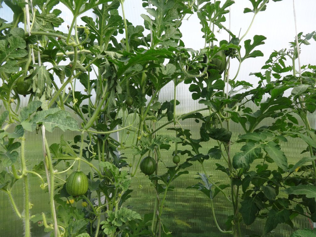 Можно ли в одной теплице выращивать огурцы и арбузы?
