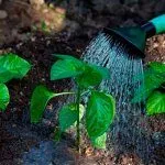 Полив перца