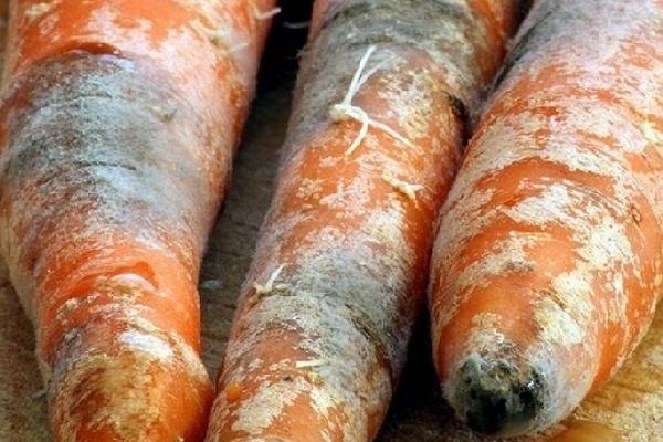 Серая гниль на моркови