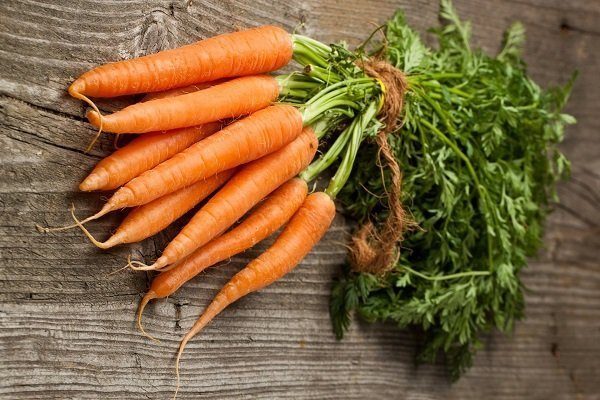 Когда сеять морковь в открытый грунт в Подмосковье и Как сажать морковь под зиму, чтобы получить обильный урожай в начале лета?