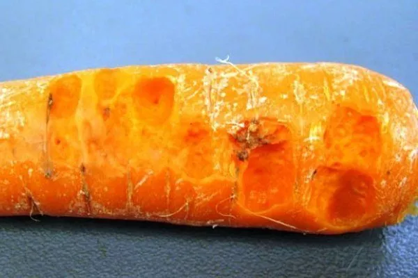 Бактериоз моркови