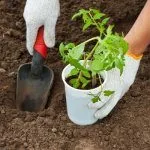 Пересадка рассады томатов в грунт