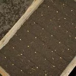 Посев перца в бороздки