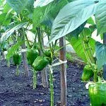 Подвязка перца