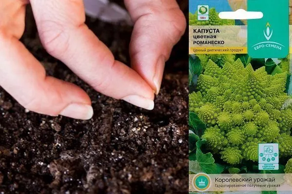Выращивание капусты Романеско: описание с фото, агротехника, отзывыогородников
