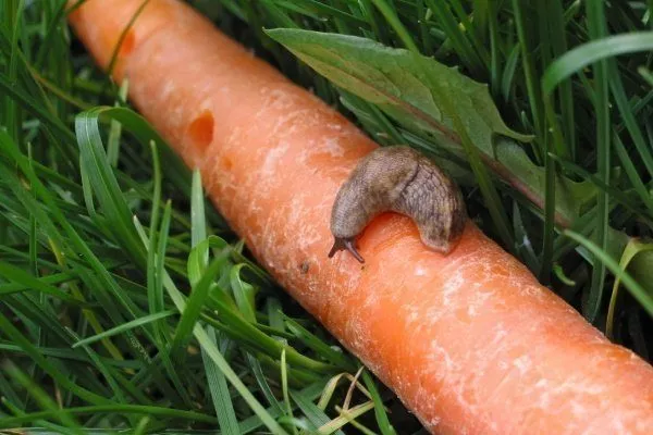 Голый слизень на моркови