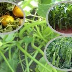 Соседство культур