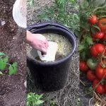 Подкормка томатов