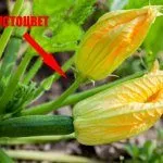 Пустоцвет на кабачках