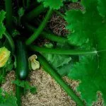 Кабачок Черный красавец