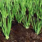 Замульчированые грядки лука