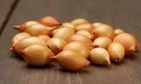 Лук севок Коррадо