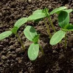 Ростки кабачков