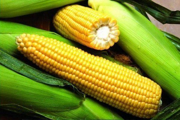 Кукуруза сахарная ранняя лакомка 121 как выращивать