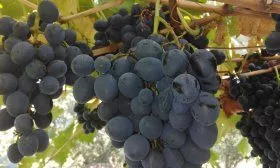 Культурный виноград
