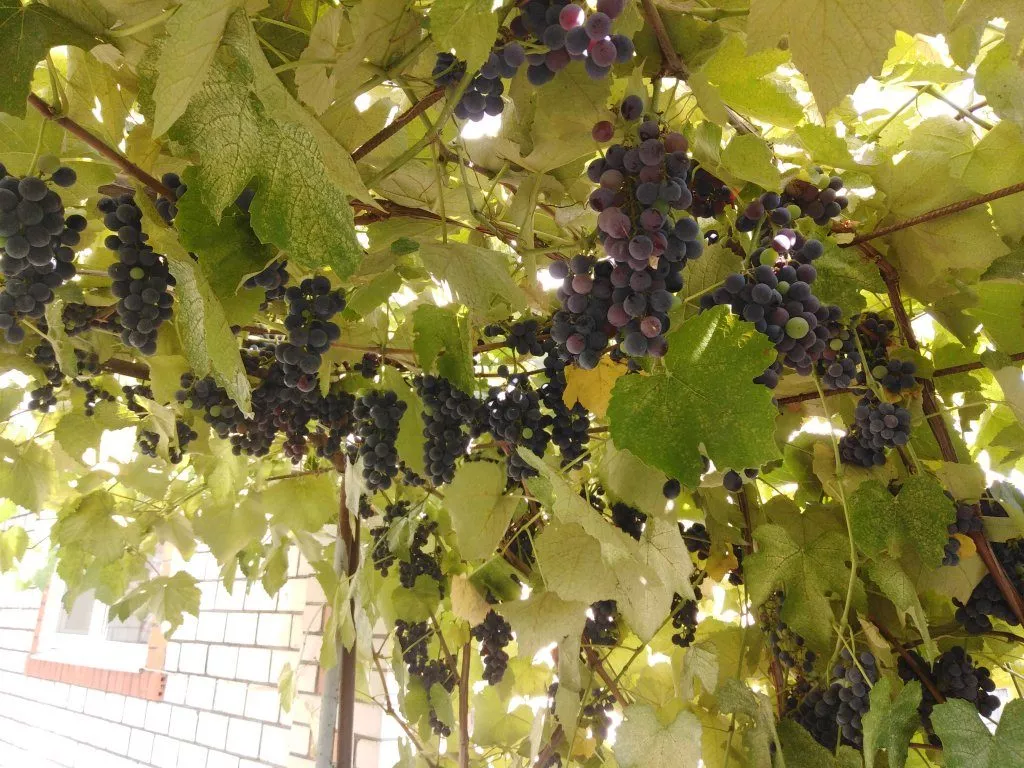 Культурный виноград не любит город