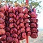 Хранение лука