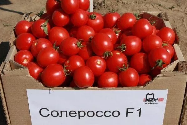 Урожай томатов Солероссо