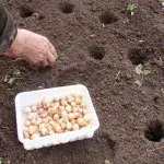 Посадка лука