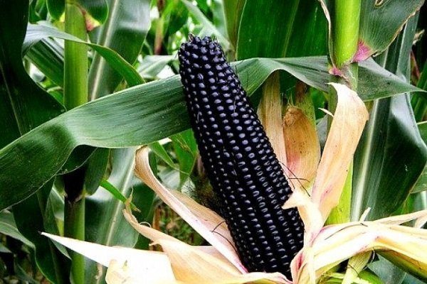 Черная кукуруза особенности с черными семенами правила посадки и ухода за растением