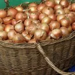 Хранение лука