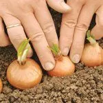 Посадка лука