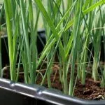 Рассада лука