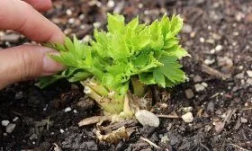 Сельдерей черешковый: лучшие сорта, выращивание, уход, сбор урожая, отзывы