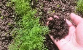 Вырастить укроп