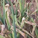 Болезни лука