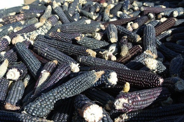 Черная кукуруза польза и вред