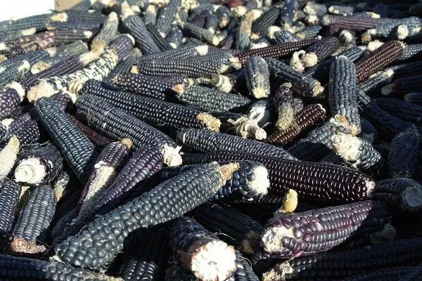 Как выглядит черная кукуруза и как ее выращивать?