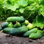 Огурцы Феникс