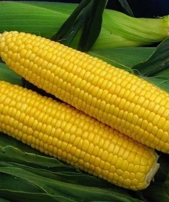 Кукуруза сорта Спирит