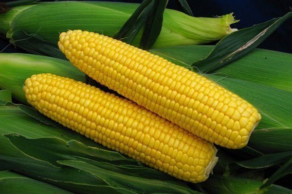 Технология посадки Кукуруза Спирит