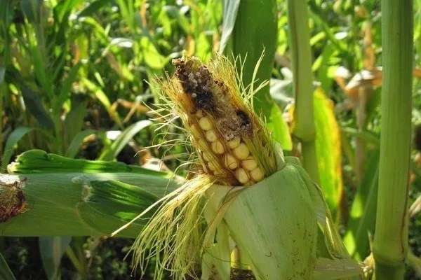 Вредители кукурузы