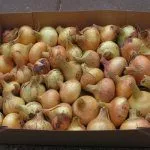 Хранение лука