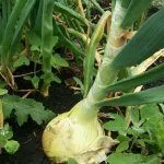 Заболевания лука